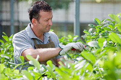 mantenimiento de jardinería